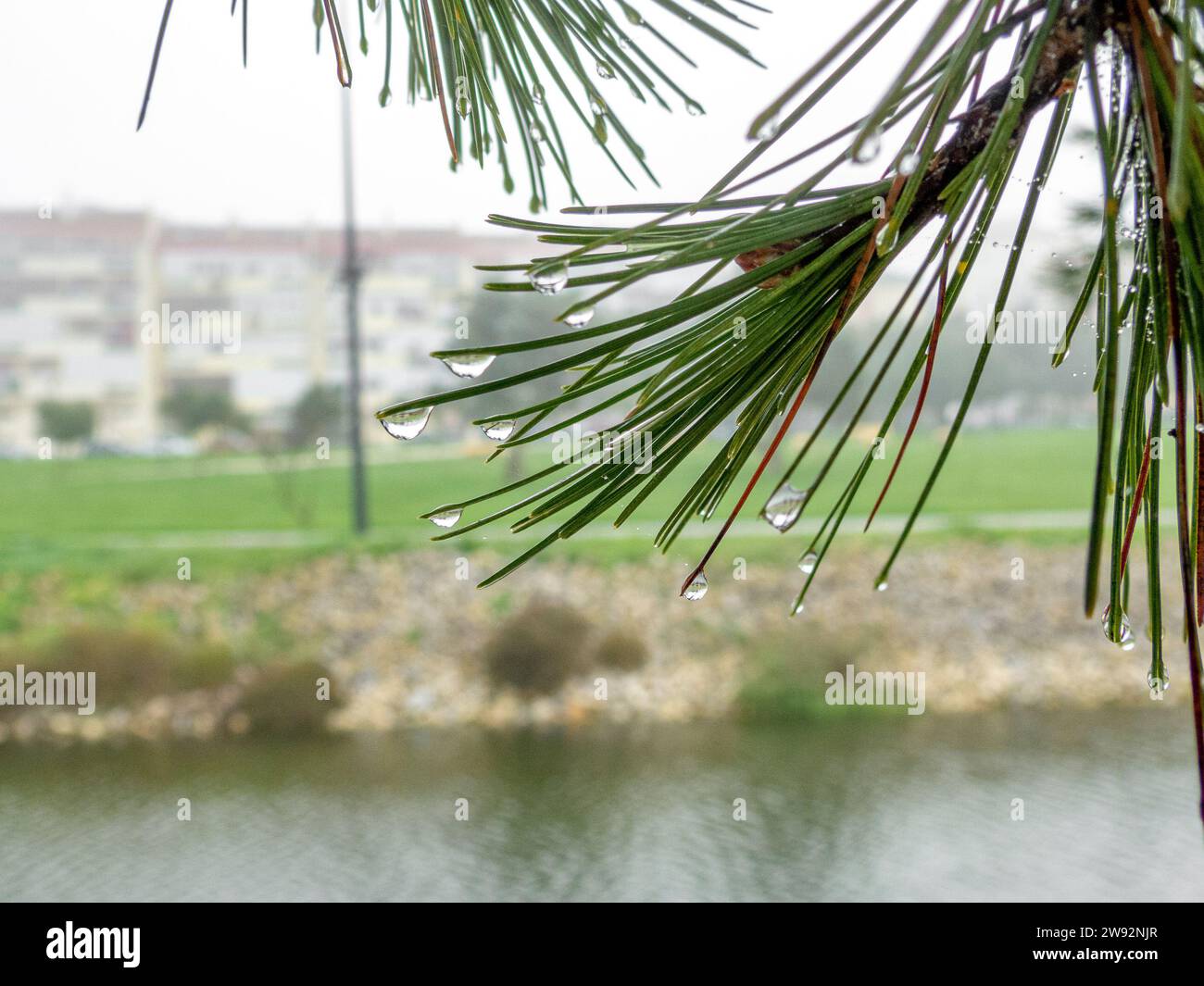 Tauwassertropfen auf den Spitzen von Kiefernblättern mit verschwommenem Hintergrund der Stadtumgebung. Stockfoto