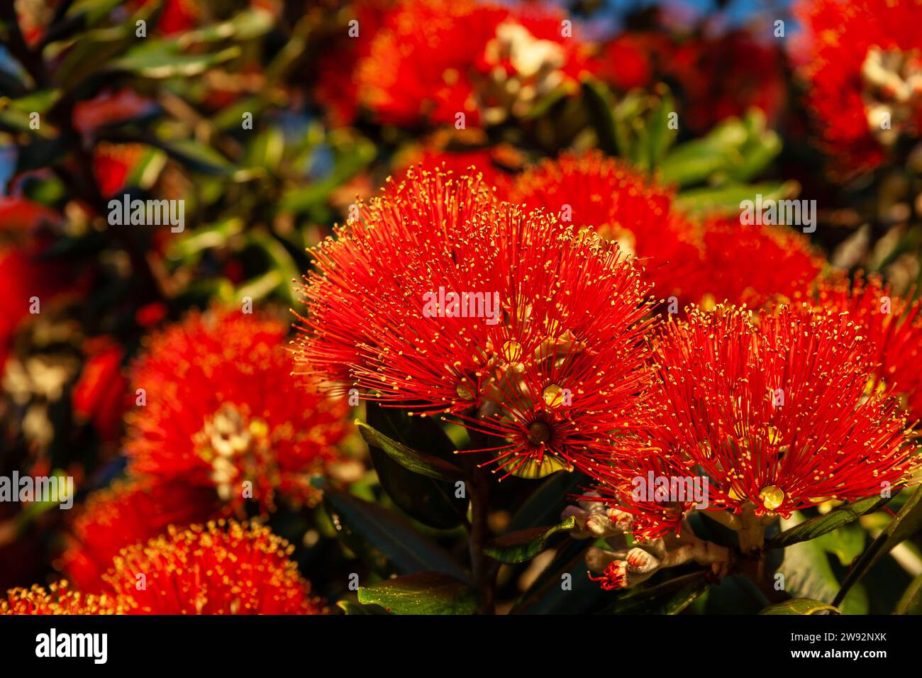 Hellrote Blume mit gelben Antheren in voller Sommerblüte. Stockfoto