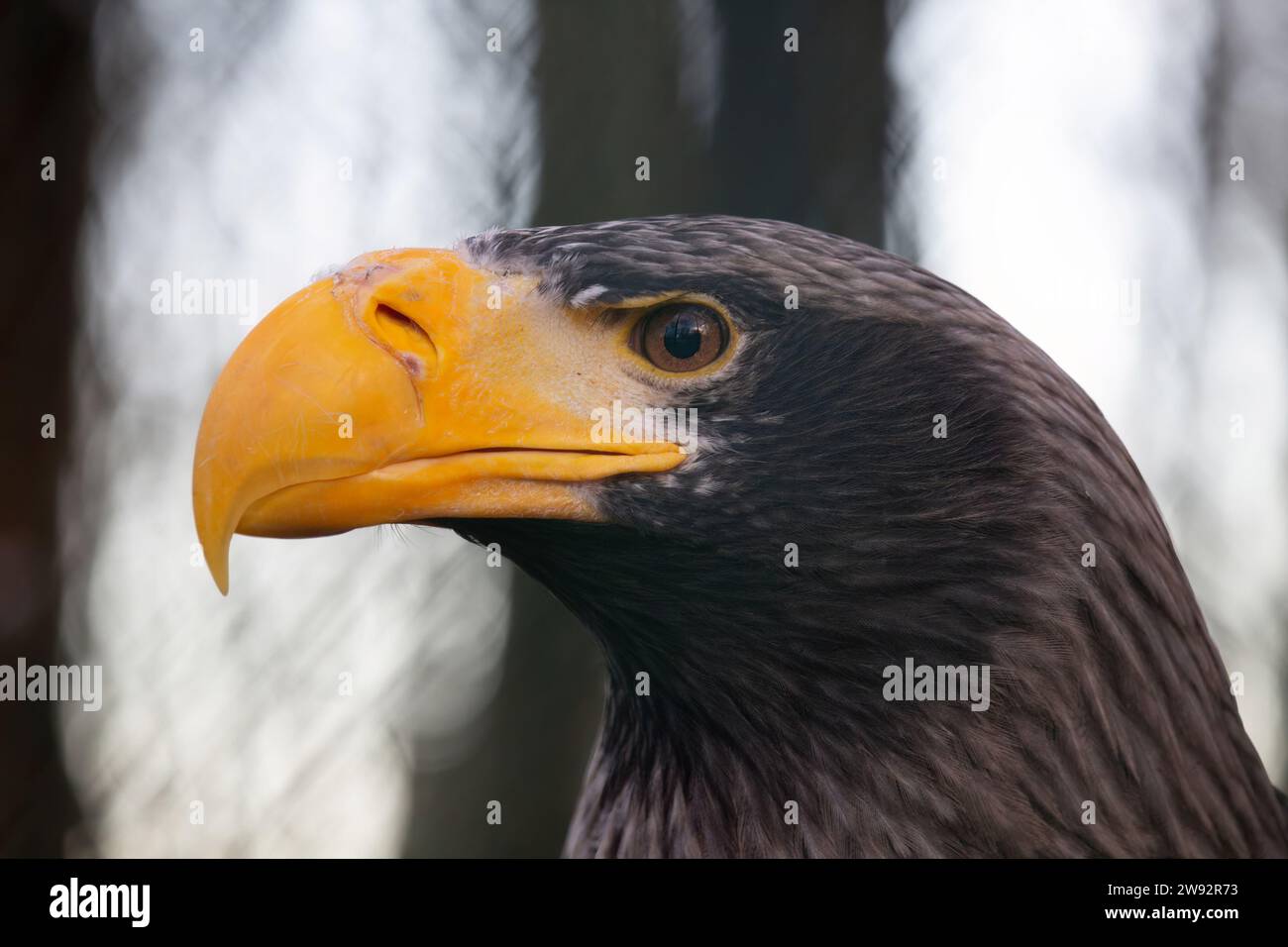 Steller der Seeadler (Haliaeetus Pelagicus) Stockfoto
