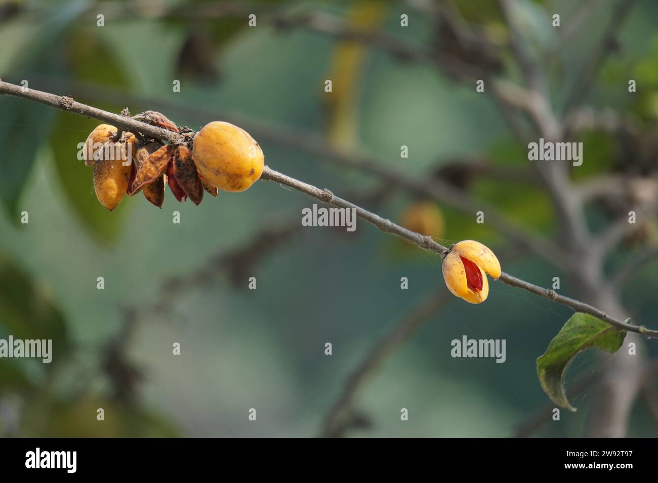 Die Frucht von Casearia velutina (Gossypiospermum, Synandrina) Er ist ein Sträucher oder Baum und wächst hauptsächlich im nassen tropischen Biom. Stockfoto