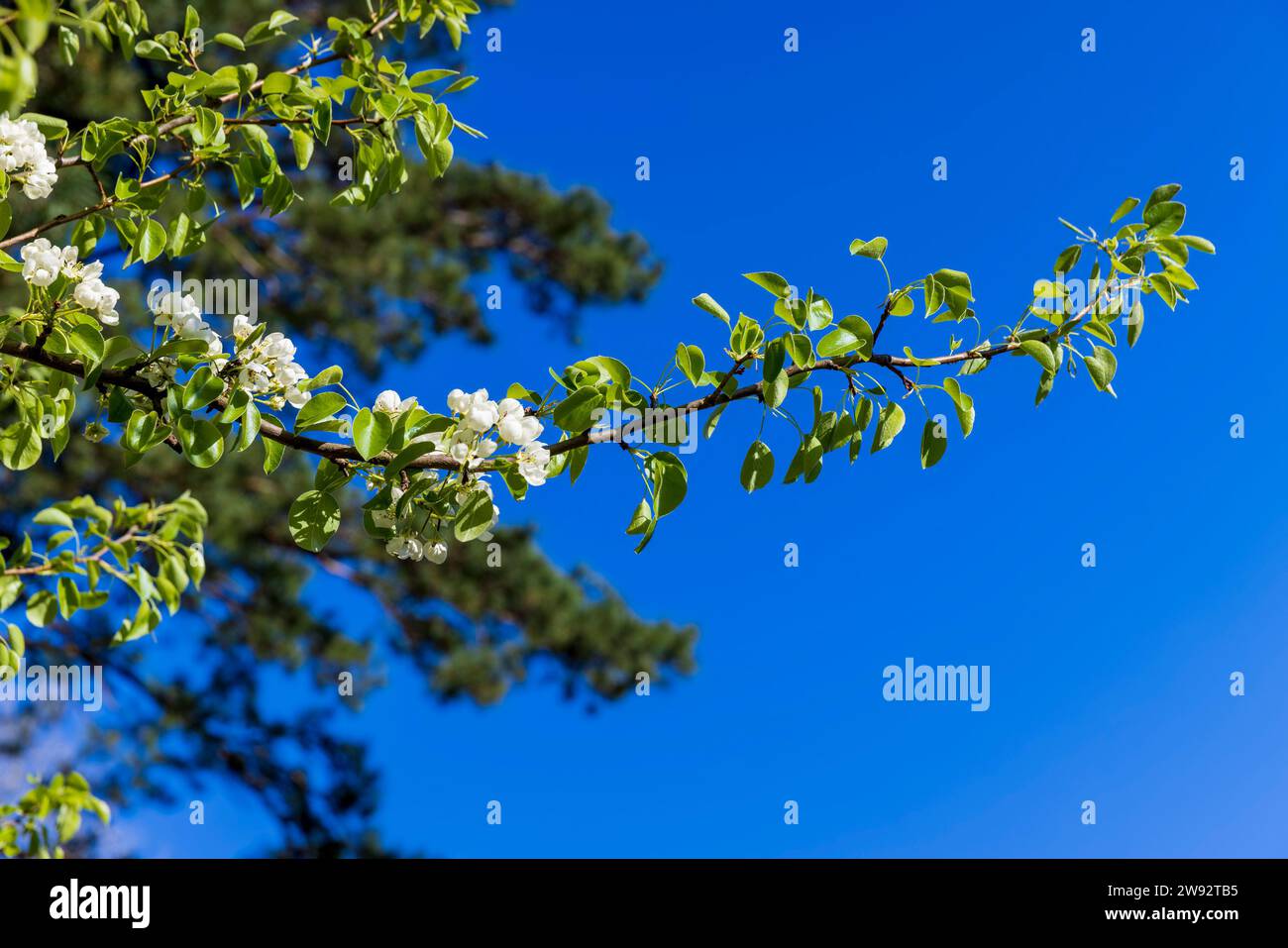 Ein Zweig einer blühenden Birne mit grünem Laub, ein Schmetterling und schöne weiße Blüten auf einer Birne während der Bestäubung Stockfoto