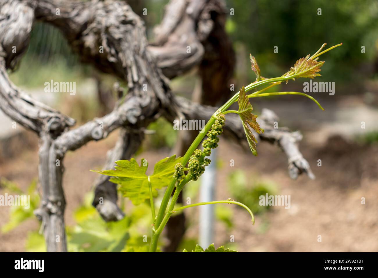 Nahaufnahme einer unreifen Traube. Grüne Weinbergsblätter. Stockfoto