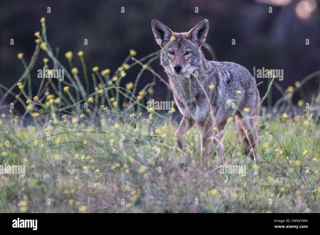 Ein wilder Kojote, canis latrans, aus der San Francisco Bay Area in Kalifornien, USA. Stockfoto