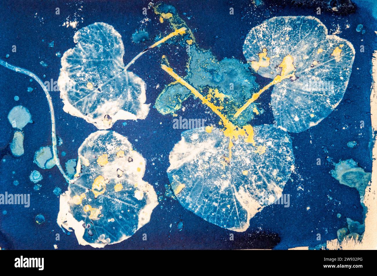 Eine Nahaufnahme des Pflanzenblatts, gedruckt mit einem alten fotografischen Verfahren namens Cyanotype, gemischt mit einem Kurkuma-Anthotype-Verfahren. Stockfoto