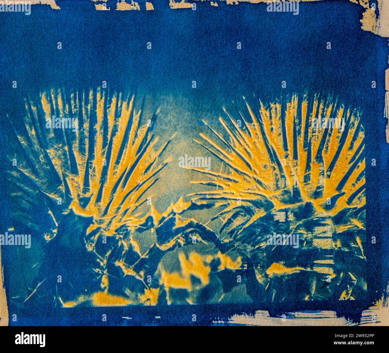 Ein handgefertigtes Bild einer Spinnennetzdistelpflanze, gedruckt mit einem alten fotografischen Verfahren namens Cyanotype, gemischt mit einem Kurkuma-Anthotypverfahren. Stockfoto