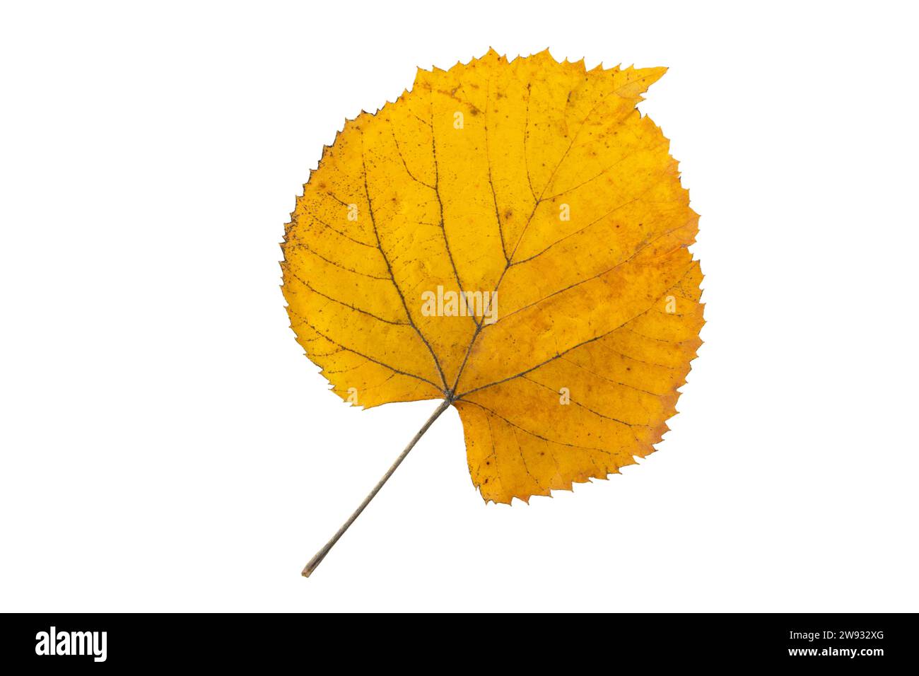 Gelbes Lindenbaumblatt isoliert auf weiß. Herbstsaison fliegendes, herzförmiges Laub mit Linde. Stockfoto