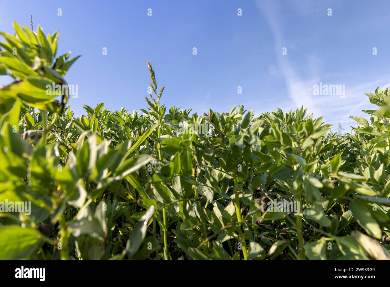 Grüne Bohnensträucher auf einem landwirtschaftlichen Feld, die Bohnen für die Nahrungsmittelproduktion anbauen Stockfoto