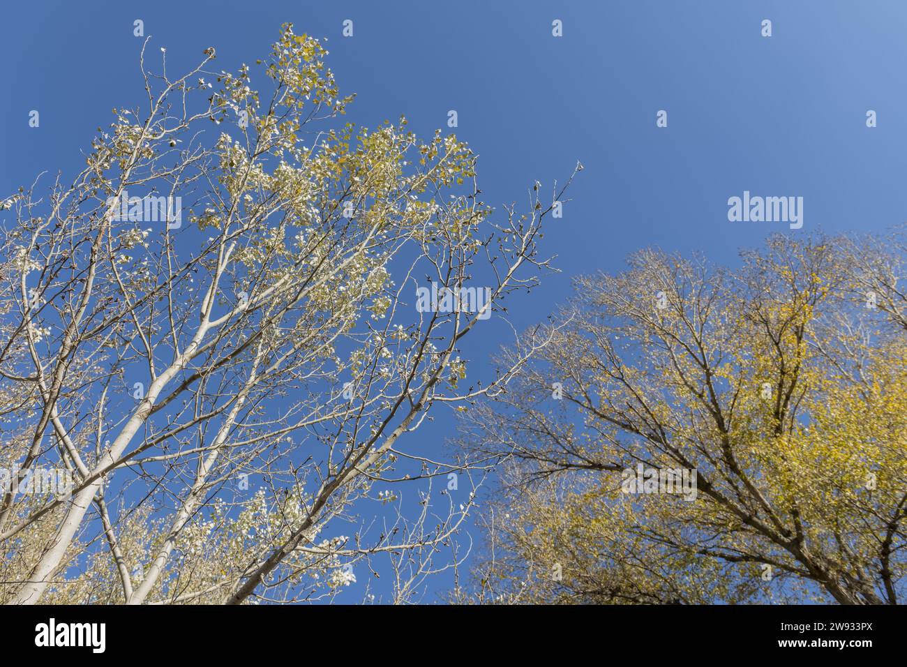 Ein Niedrigwinkelbild von Bäumen mit Laubblättern Stockfoto