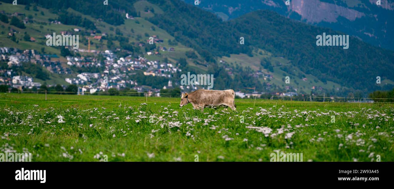 Jersey Cow weidet auf alpinen Wiesen. Kühe bei Sonnenuntergang. Kuh auf einer grünen Graswiese. Kühe schauen auf das grüne Feld. Bauernhof auf dem Land mit Kühen auf der Wiese Stockfoto