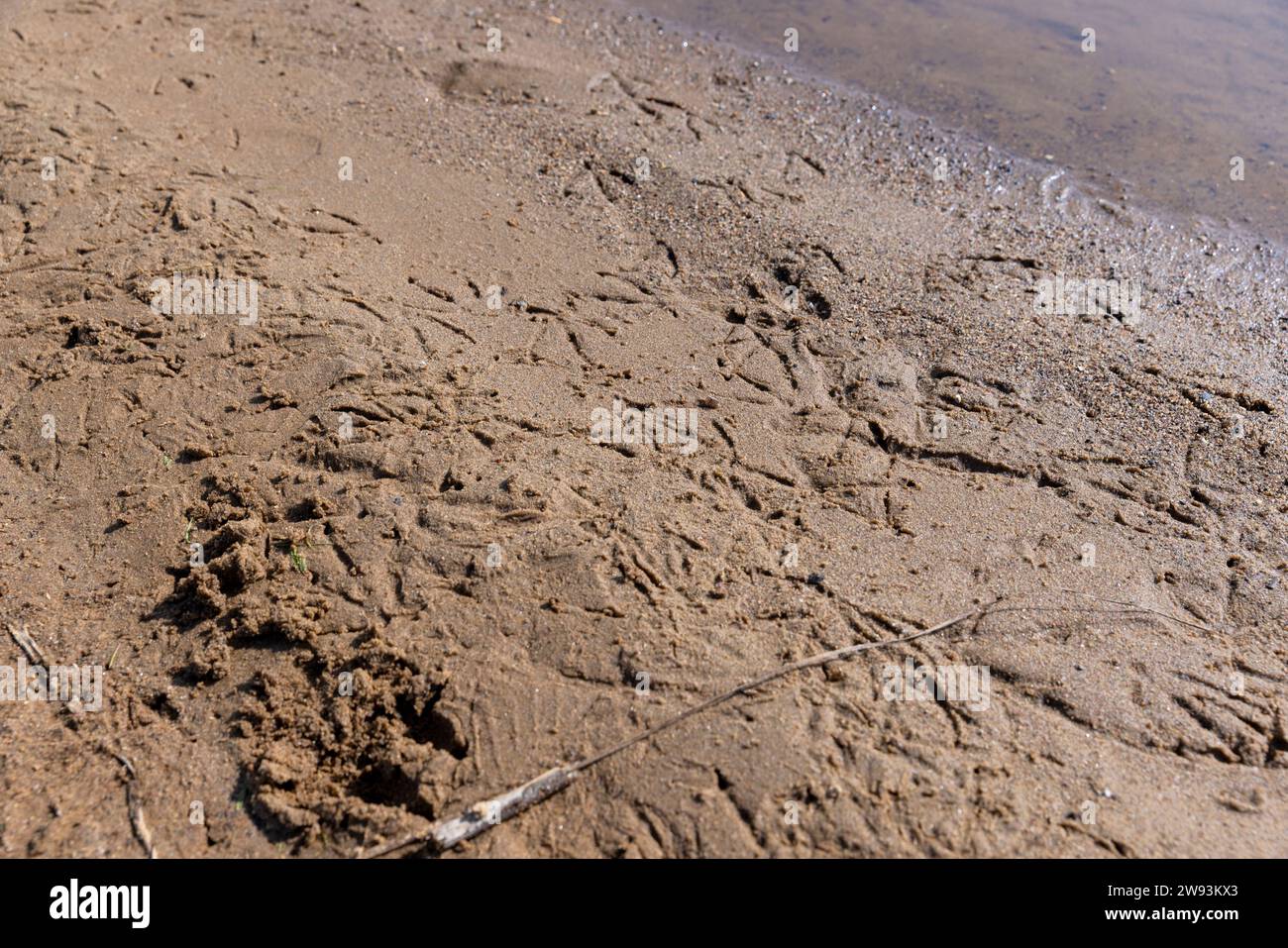 Spuren von verschiedenen Vögeln auf dem Sand am Flussufer, Vogelwege auf nassem Sand in der Nähe eines Sees oder Flusses Stockfoto