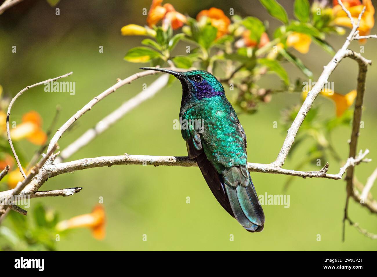 Nahaufnahme eines Kleinvioletear Kolibris, der auf einem Blumenzweig in der Provinz Chiriqui, Panama, thront Stockfoto