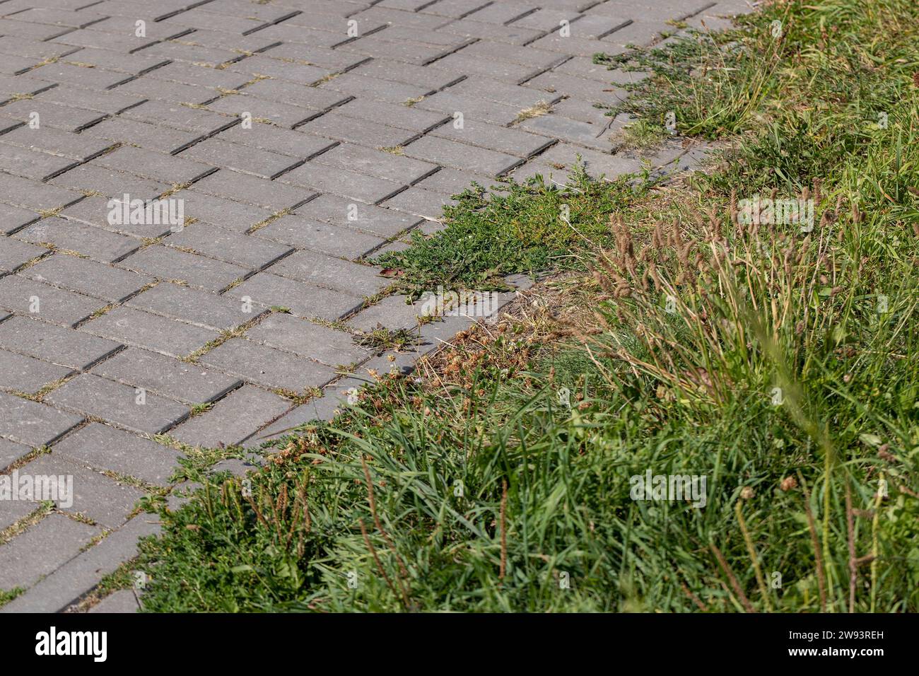 Ein Fußgängerweg aus Betonfliesen, die mit Gras überwuchert sind, Gras, das durch die Nähte der Straßenfliesen wächst Stockfoto