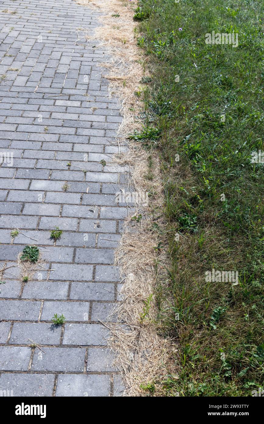 Details der Straße, auf der Gras durch die Fliesen wächst und Nähte in den Fliesen entstehen, ein Teil der Straße wird durch Gras und andere Pflanzen zerstört Stockfoto