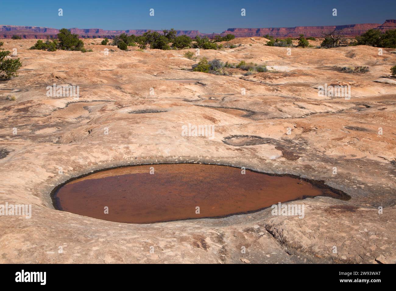 Schlagloch Pool Slickrock Fuß Weg, Canyonlands National Park, Utah. Stockfoto