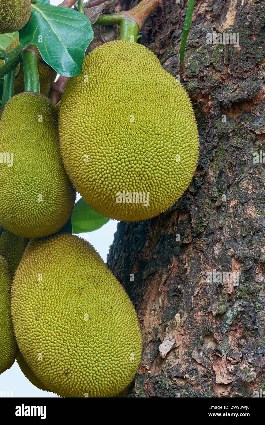 Nahaufnahme von Jackfrüchten auf dem Baum, tropischen Baumfrüchten aus südostindien, vielseitigen und vielseitigen Lebensmitteln und beliebten Fleischersatzprodukten Stockfoto