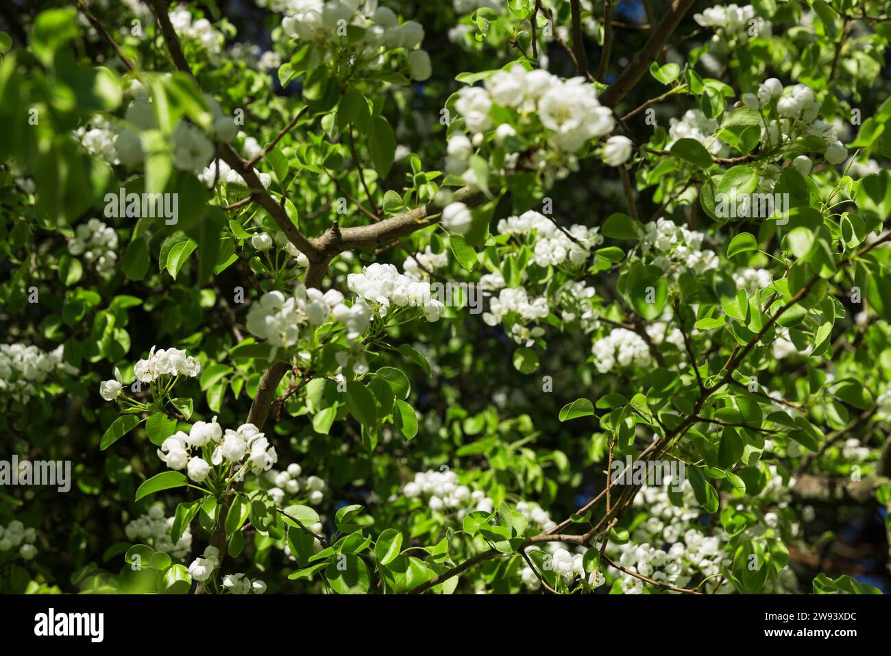 Ein Zweig einer blühenden Birne mit grünem Laub, ein Schmetterling und schöne weiße Blüten auf einer Birne während der Bestäubung Stockfoto