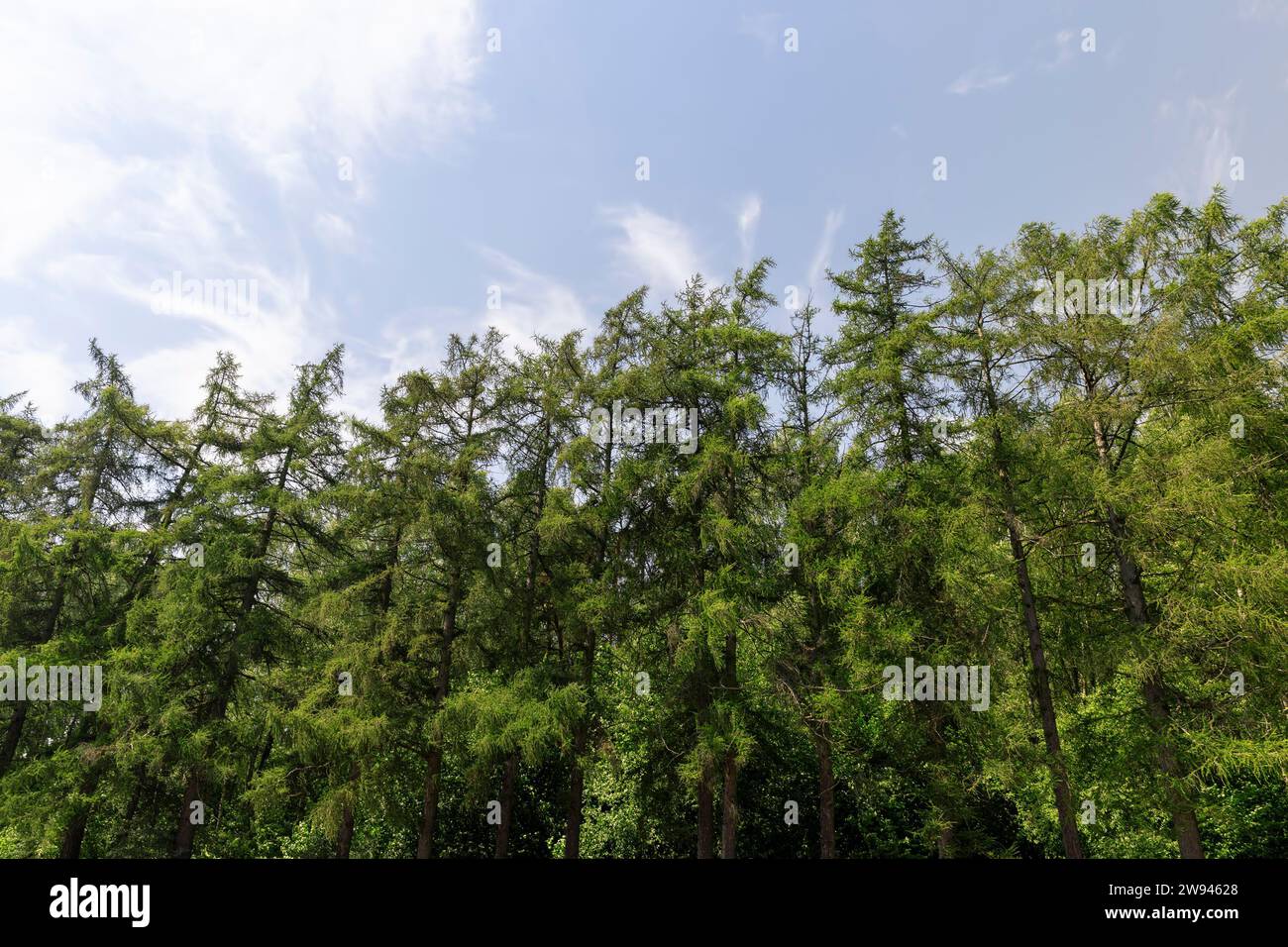 Hohe alte Tannen mit grünen Nadeln, Landschaft mit grünen Tannen in sonnigen Sommern Stockfoto