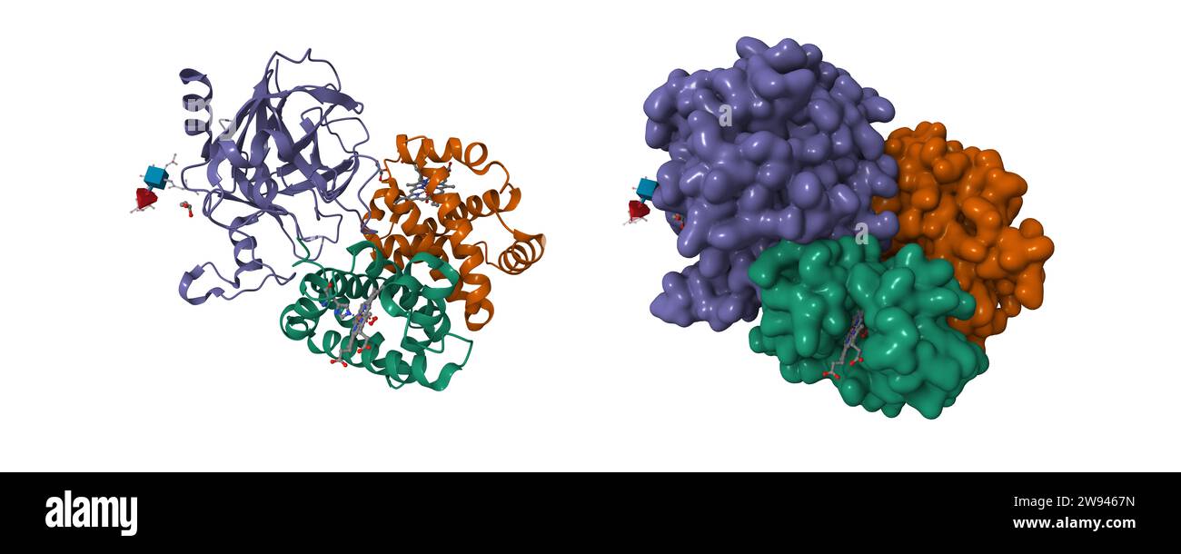 Zur Struktur des humanen Haptoglobin-Hämoglobin-Komplexes. 3D-Cartoon- und Gaußsche Oberflächenmodelle, Farbschema der Kette ID, PDB 4x0l, weißer Hintergrund Stockfoto