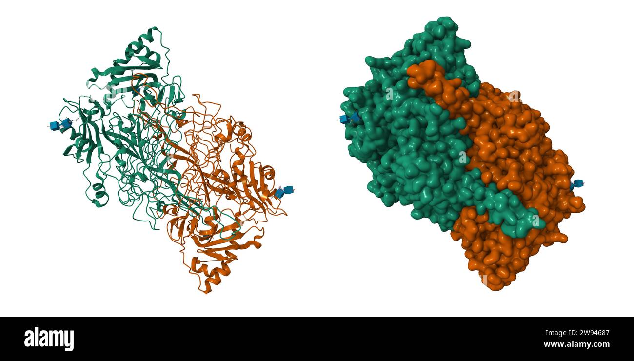 Kristallstruktur des menschlichen Gefässadhäsionsproteins 1. 3D-Cartoon- und Gaußsche Oberflächenmodelle, Farbschema der Kette-ID, PDB 1us1, weißer Hintergrund Stockfoto