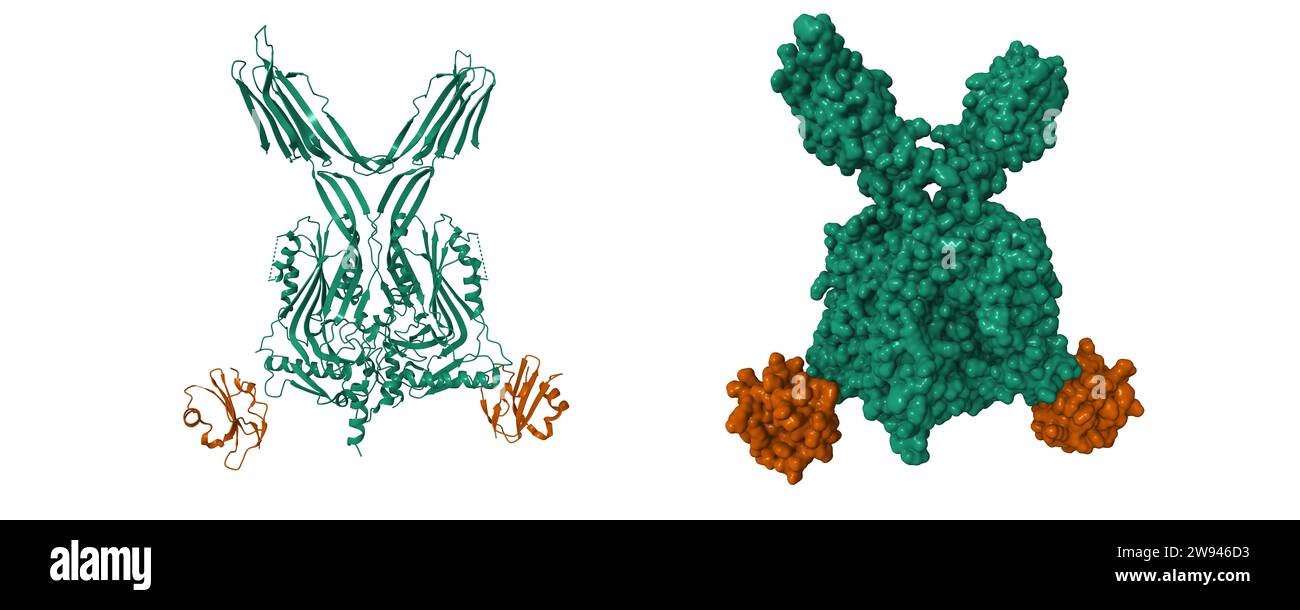 Struktur des Toxinrezeptorkomplexes, CD59-Glykoprotein (braun) und Intermedilysin (grün). 3D-Cartoon- und Gaußsche Oberflächenmodelle, PDB 5imt Stockfoto