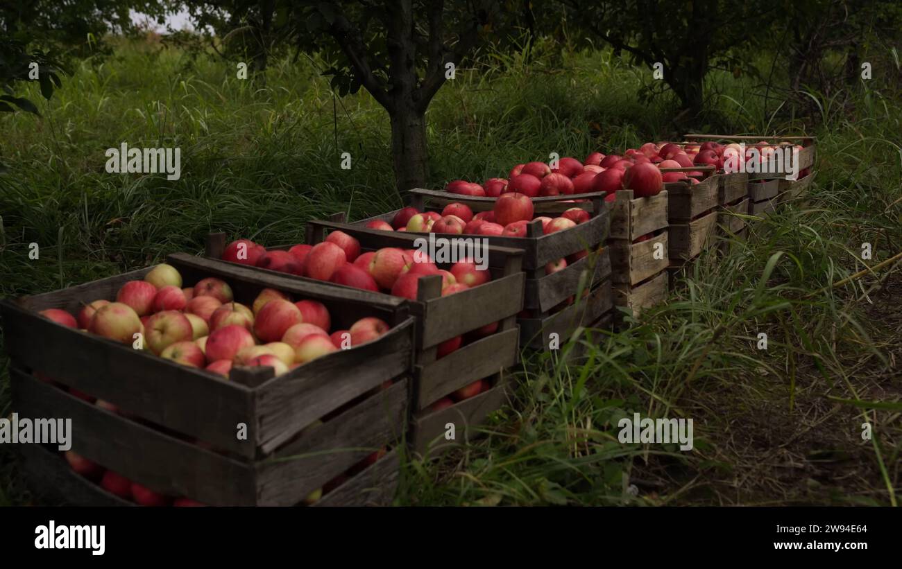 Natural Farm Fresh Red Apfeln – köstliche frische rote Äpfel, die an den Bäumen hängen Stockfoto
