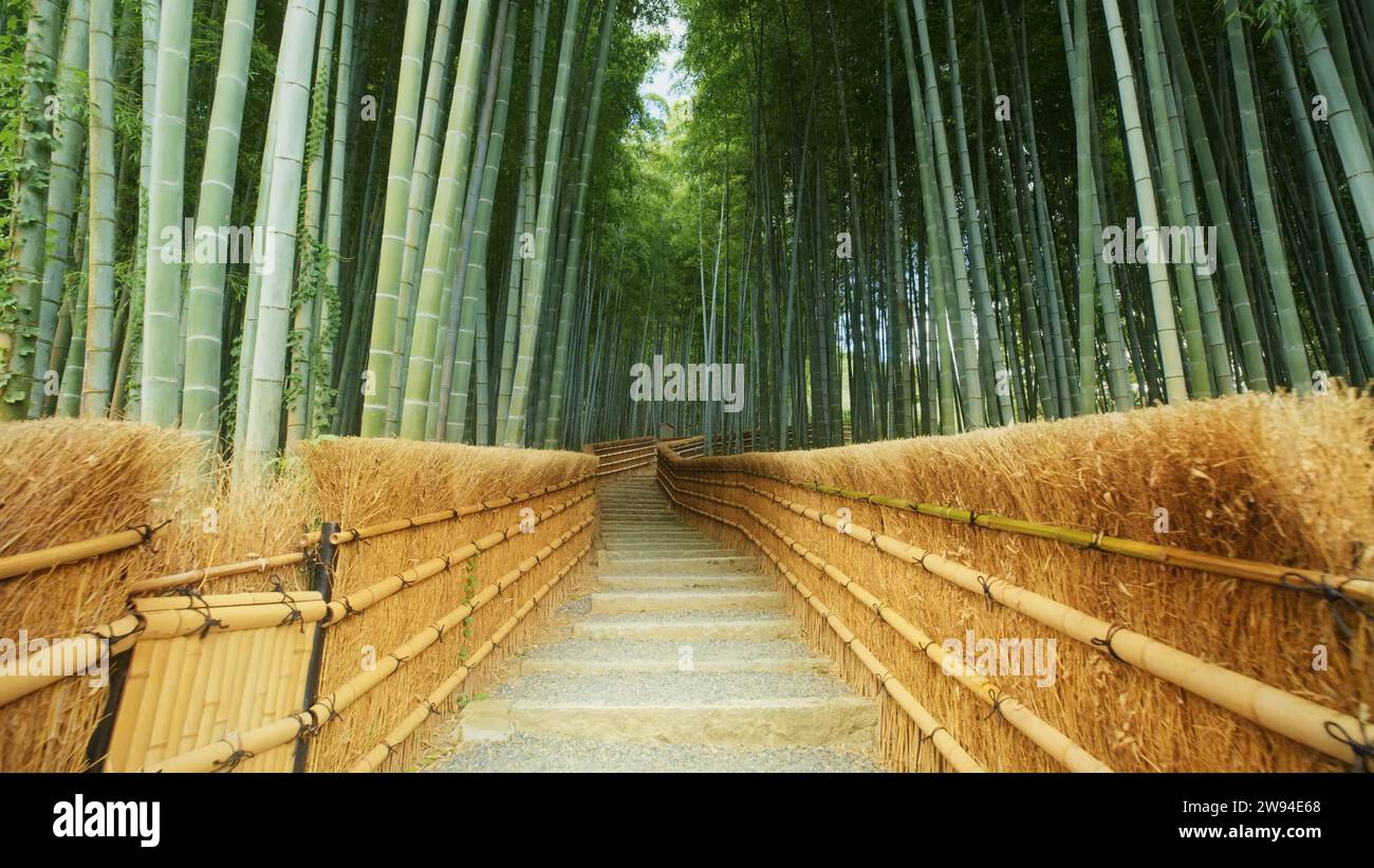 Kyoto Japan Arashiyama Bambuswald Foto Stockfoto