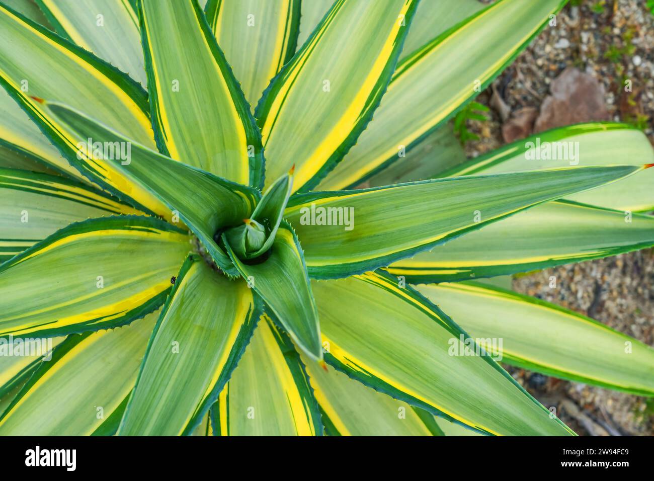 Agave mit breiten, sternförmigen Blättern, die mit grünen hellen und dunkelgelben Streifen ausstrahlen, abstrakte Ansicht von oben. Stockfoto