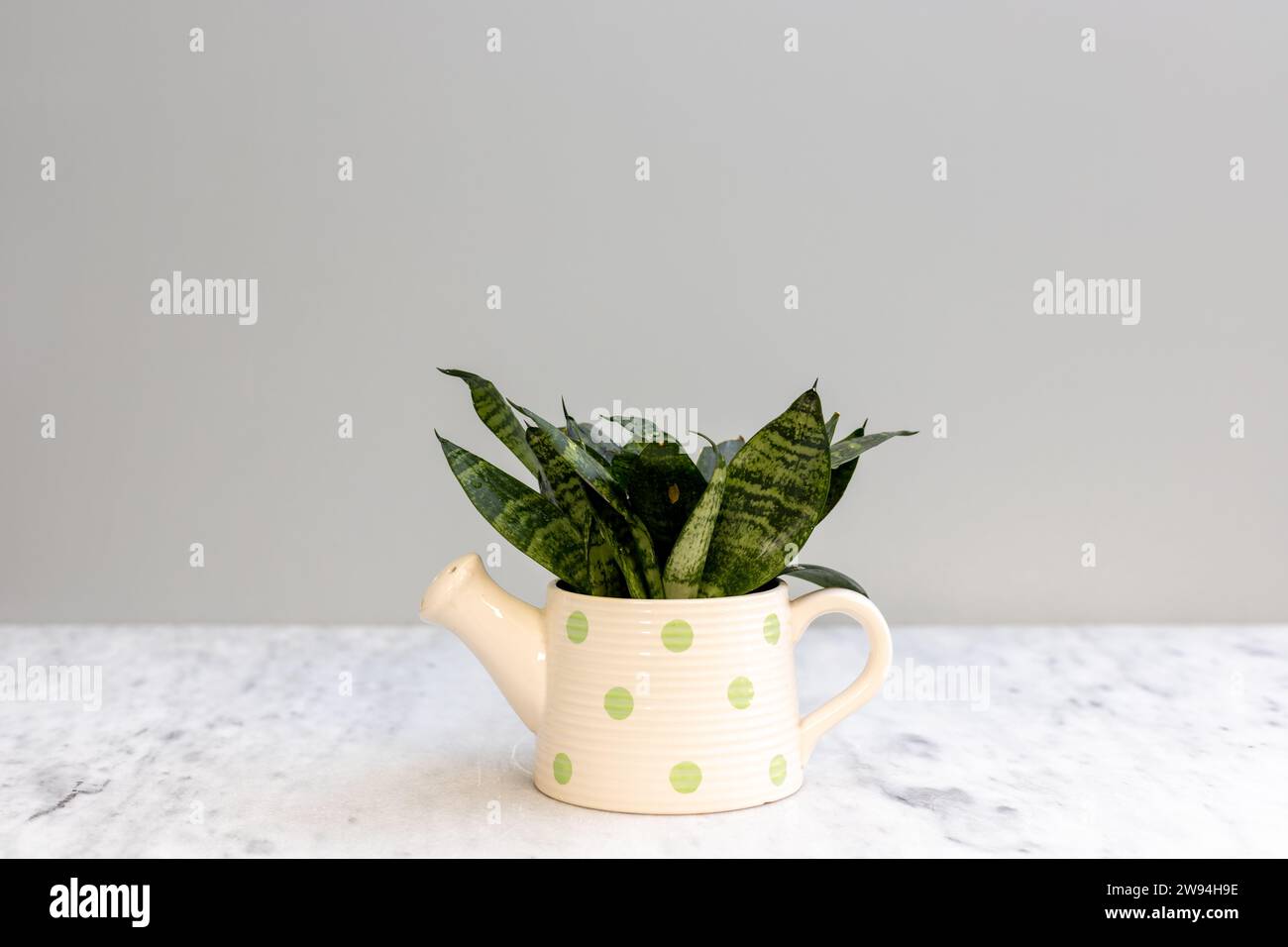 Sansevieria Zwergschlangenpflanze im dekorativen Topf Stockfoto