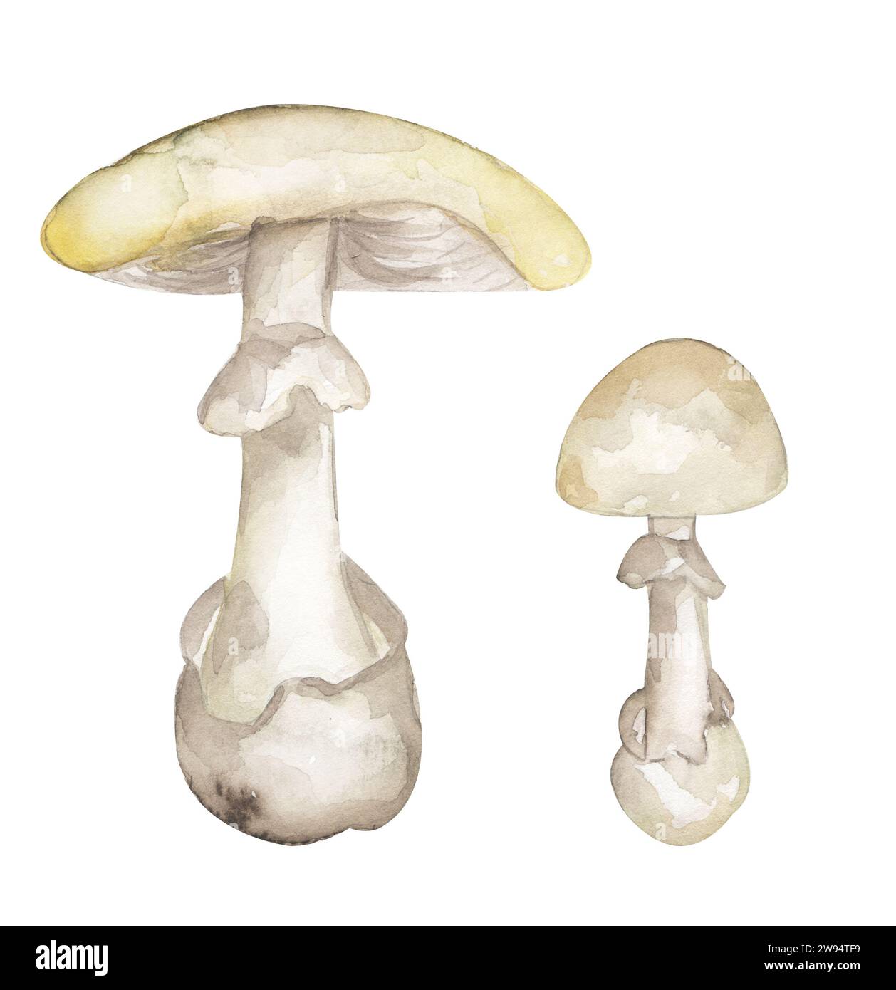 Aquarell Giftpilz Illustration, Todesmütze Pilze Clipart Set, Hand gezeichnete Elemente Stockfoto