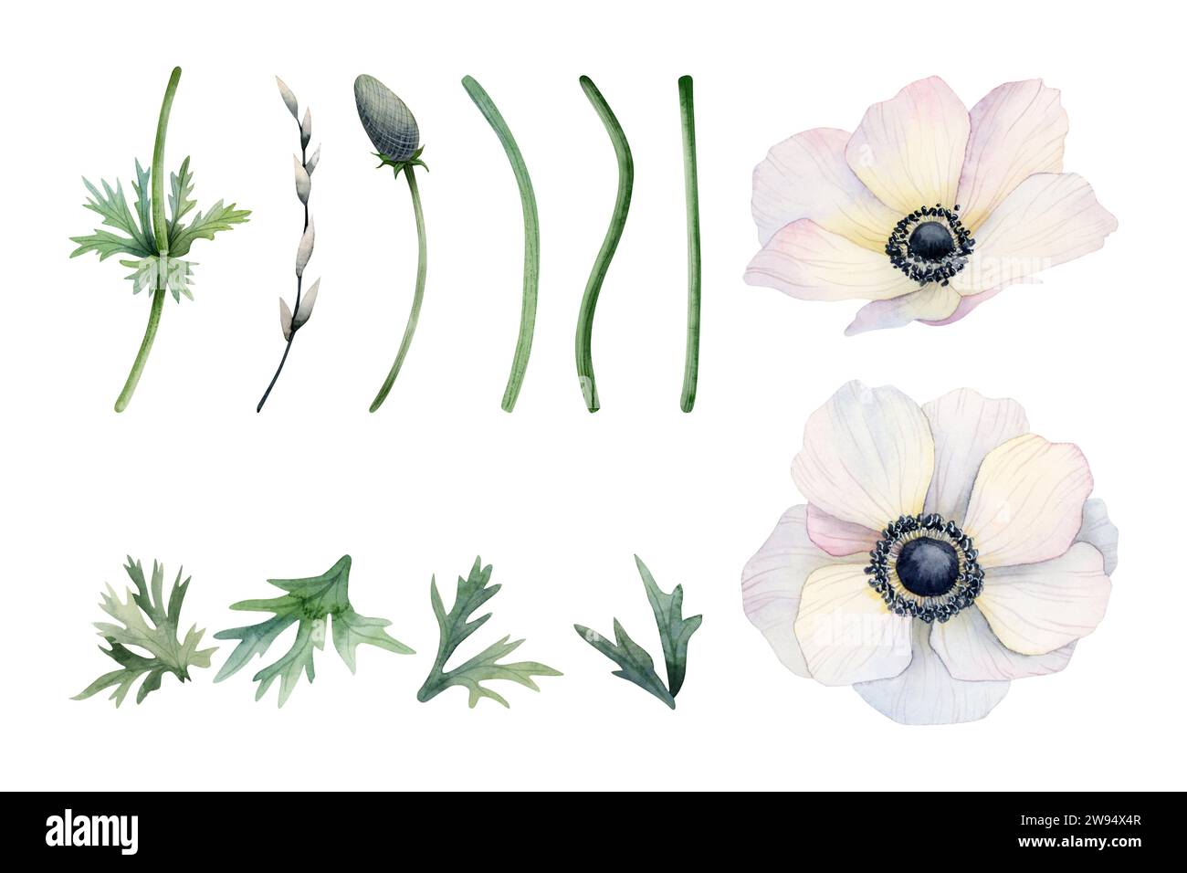 Weiße Anemonen Blumen mit Stämmen, Blättern und Knospen Aquarell isoliert Illustration Set. Wiese Wildblumenmohn Stockfoto