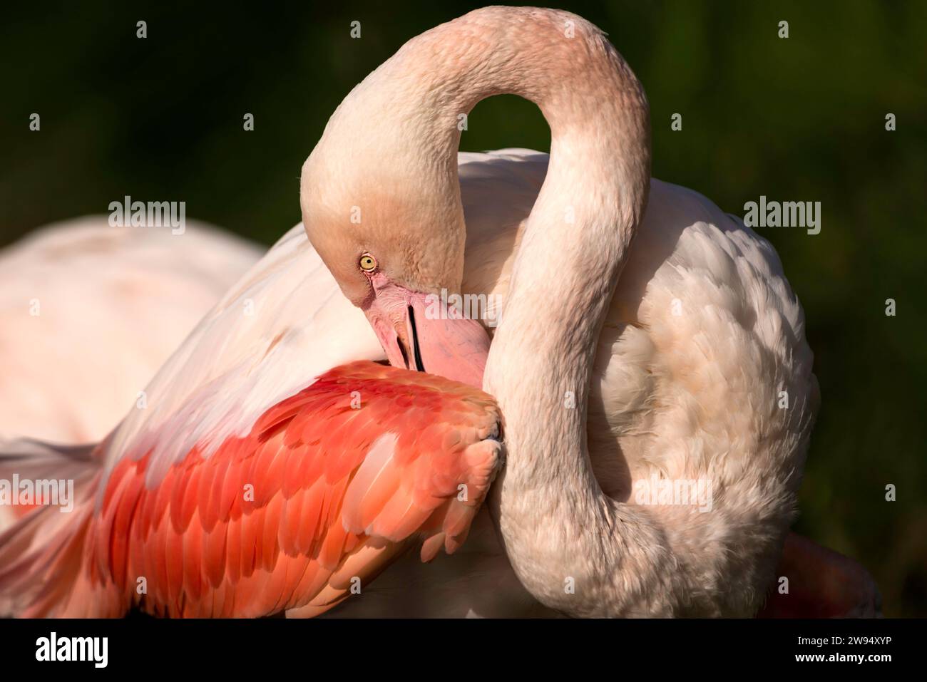 Ein bezaubernder Moment, der in einem Porträt eines rosa Flamingos festgehalten wird, der seine Federn mit äußerster Eleganz und Ausgewogenheit anmutig reinigt. Stockfoto