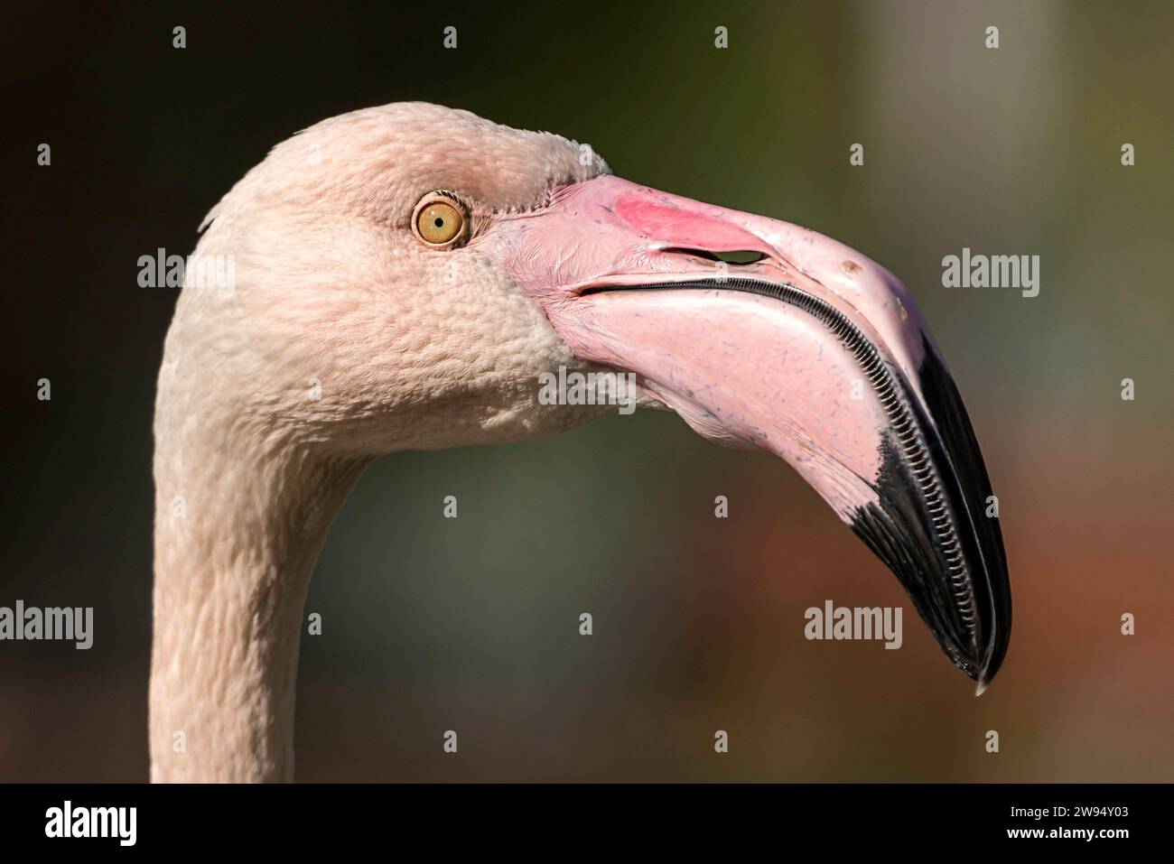 Ein fesselndes Porträt, das die Eleganz eines rosafarbenen Flamingos im Profil zeigt und die Details von Kopf und Hals in Nahaufnahme einfängt. Stockfoto