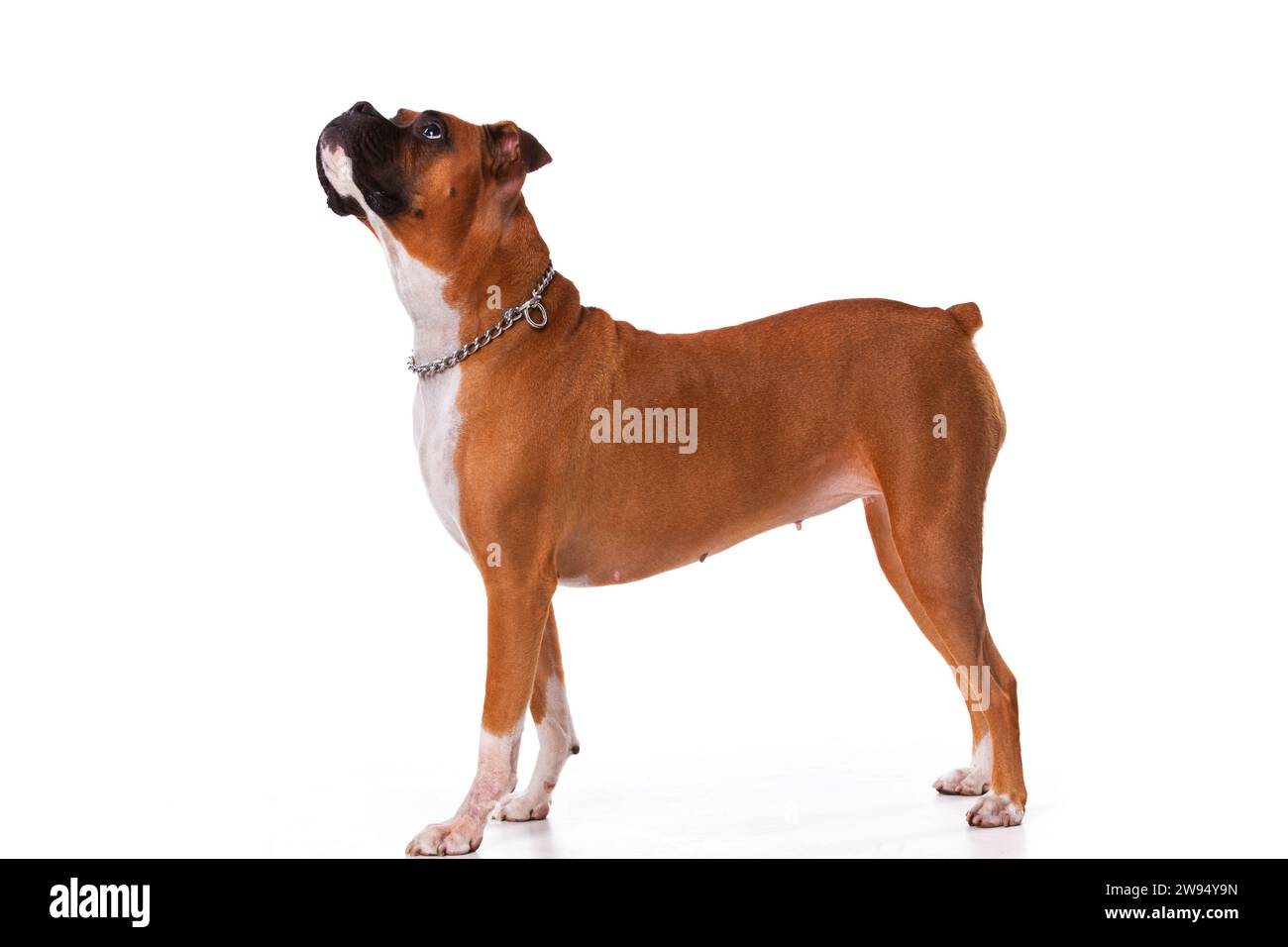 Braun Boxer Hund Stockfoto