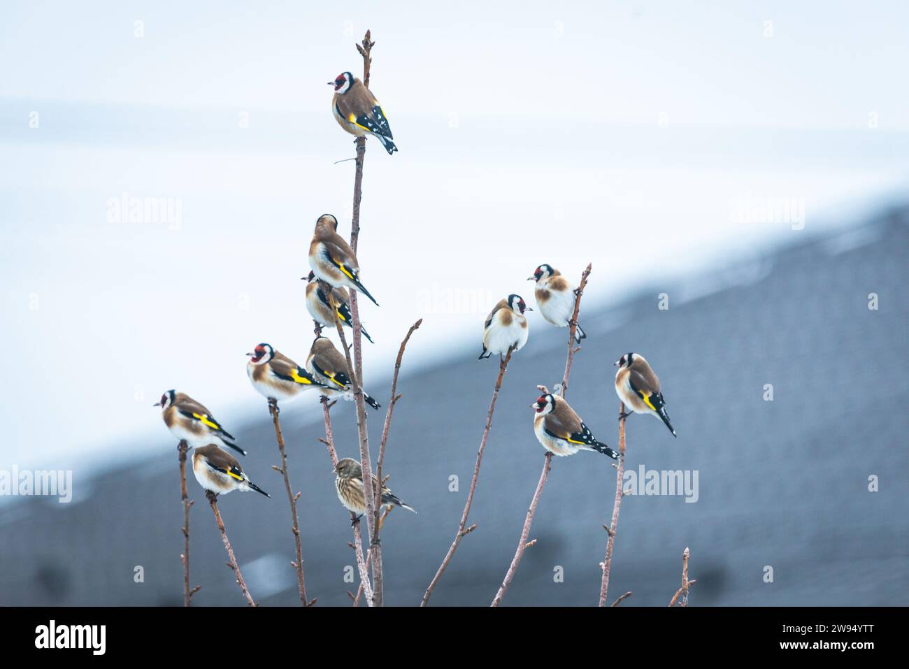 Wintertableau mit einer bezaubernden Gruppe von Goldfinken auf einem Baum, die eine malerische Szene schaffen. Stockfoto