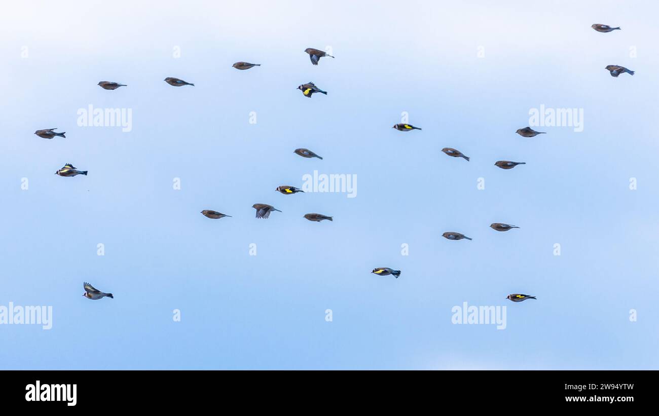 Eine faszinierende Schar von Goldfinken im Flug vor dem Hintergrund des Himmels, eine anmutige Darstellung von Vogelelegant. Stockfoto