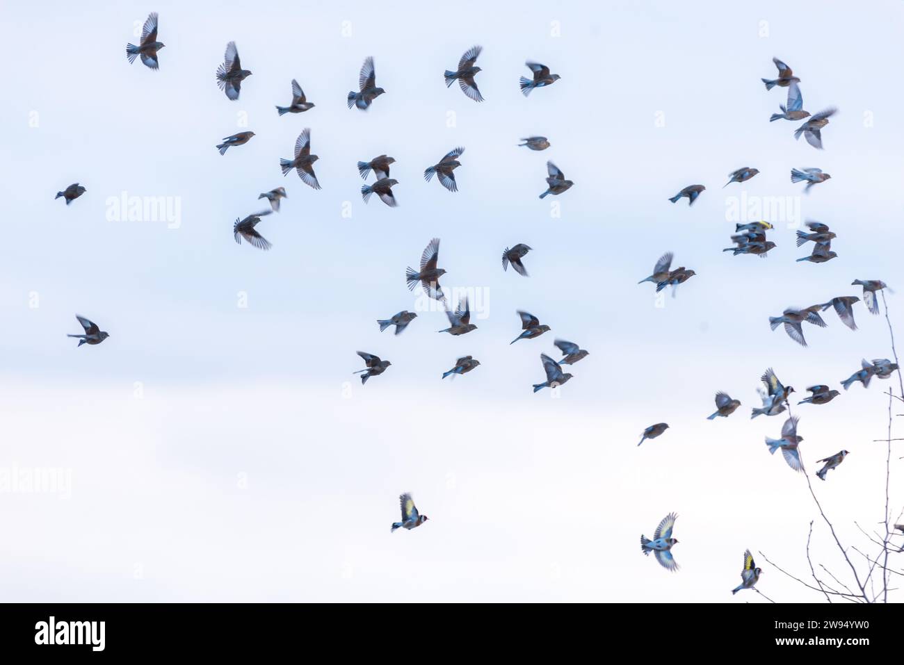 Eine faszinierende Schar von Goldfinken im Flug vor dem Hintergrund des Himmels, eine anmutige Darstellung von Vogelelegant. Stockfoto
