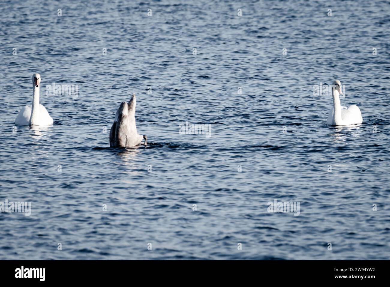 Eine Schwanenfamilie gleitet auf dem Wasser und schneebedeckte Eltern beobachten, wie ein dunkel gefiedertes cygnet auf der Suche nach Nahrung taucht. Stockfoto