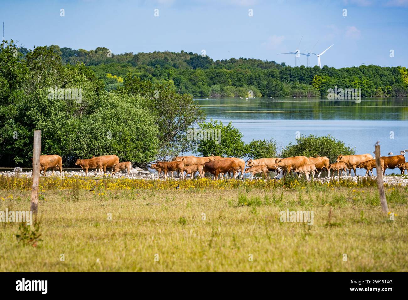 Herde von Kühen auf dem Feld Stockfoto