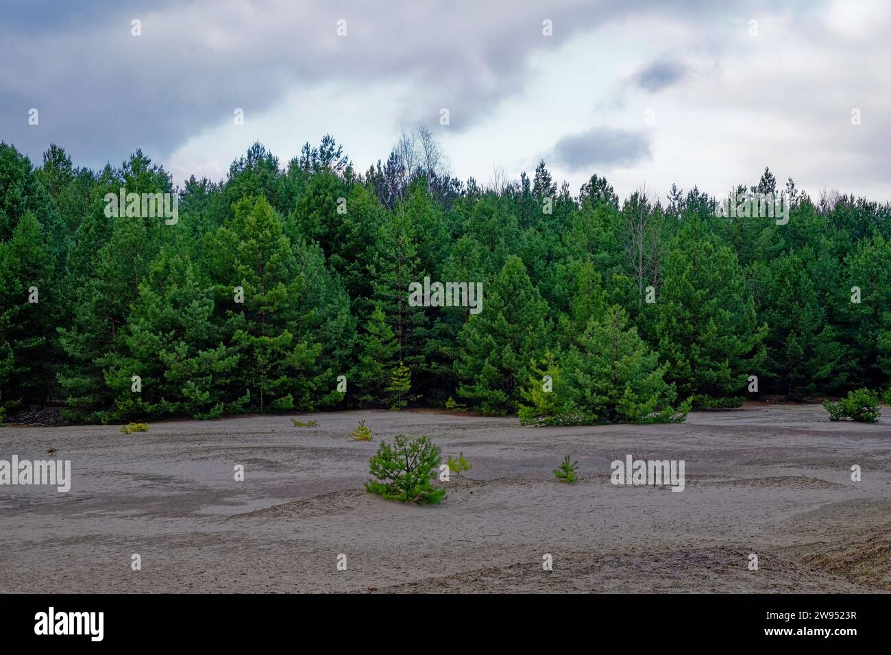 Ein dichter Wald aus grünen Kiefern hinter einem kargen, sandigen Boden unter einem bewölkten Himmel. Stockfoto