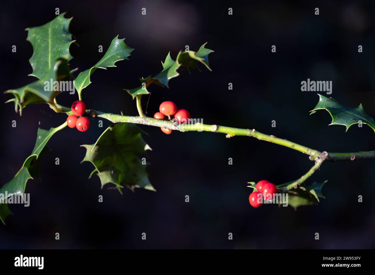 Rote Beeren auf heilig in einem englischen Wald. Es ist eine Tradition zu Weihnachten, stechpalme mit roten Beeren als Teil der festlichen Dekoration zu sehen. Accor Stockfoto