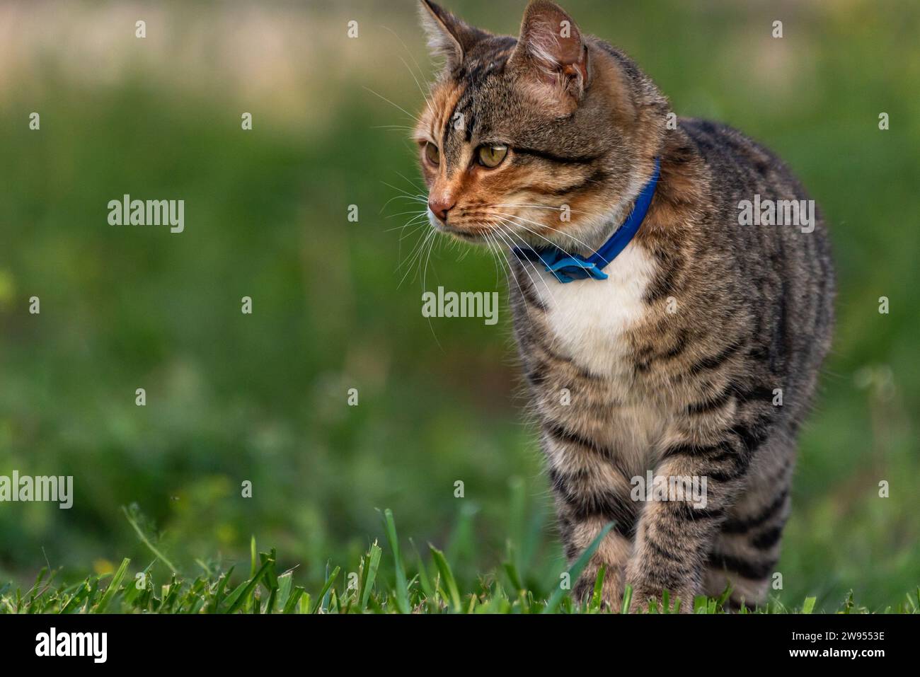 Eine Katze mit blauem Kragen, die auf einem grünen Rasen steht. Stockfoto