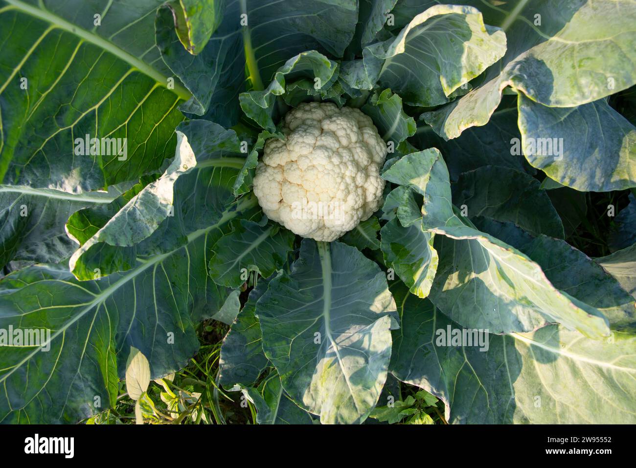 Frischer roher Blumenkohl mit grünem Laub im Garten Stockfoto