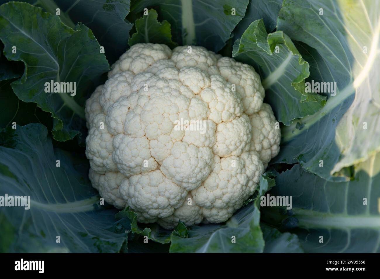 Frischer roher Bio-Blumenkohl von oben mit grünen Blättern im Garten. Selektiver Fokus Stockfoto