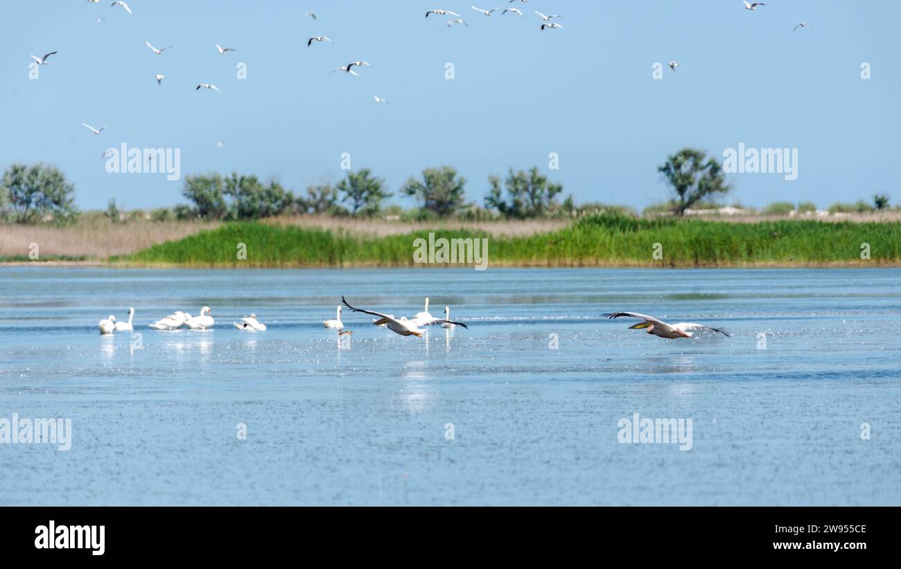 Pelikane fliegen tief über dem Seewasser, eine Schar weißer Schwäne schwimmen auf dem See, viele Möwen fliegen in einem ukrainischen Reservat am Himmel. Stockfoto