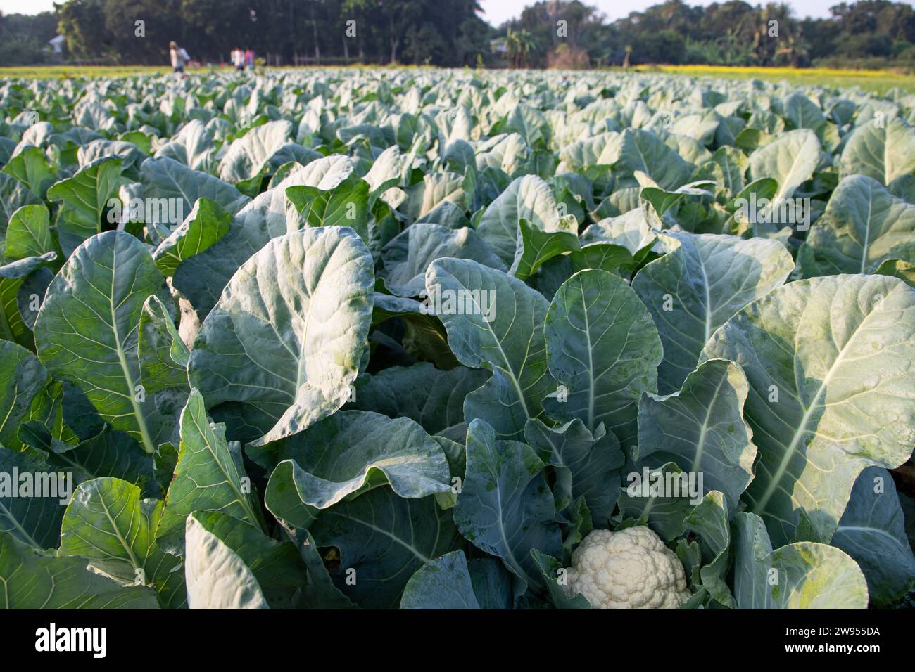 Frischer Blumenkohl das rohe Gemüse wächst in organischem Boden im Garten. Ökologischer Anbau frischer Blumenkohlpflanzen Stockfoto
