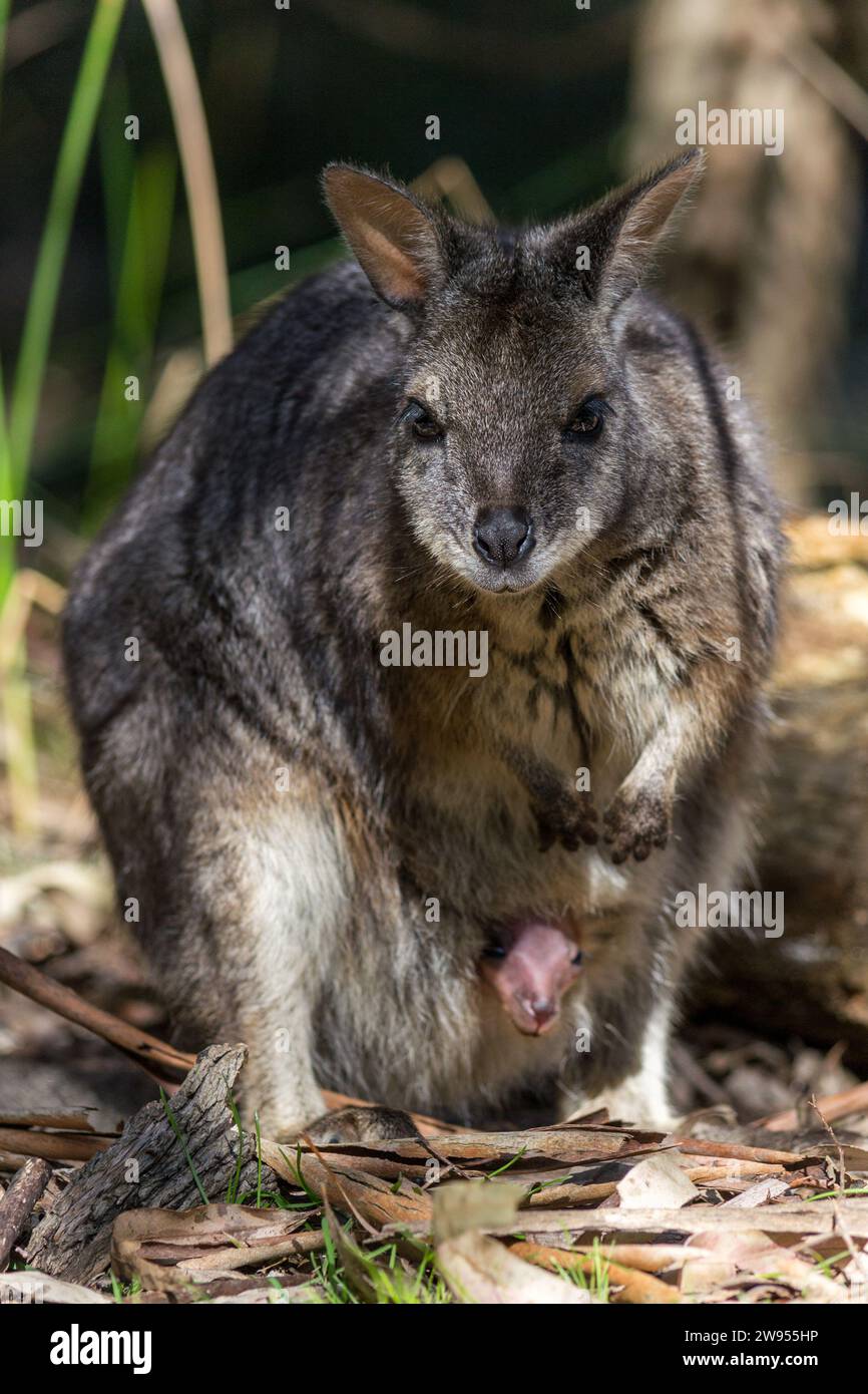 Wallaby-Mutter mit einem Baby joey in der Tasche in South Australia. Stockfoto