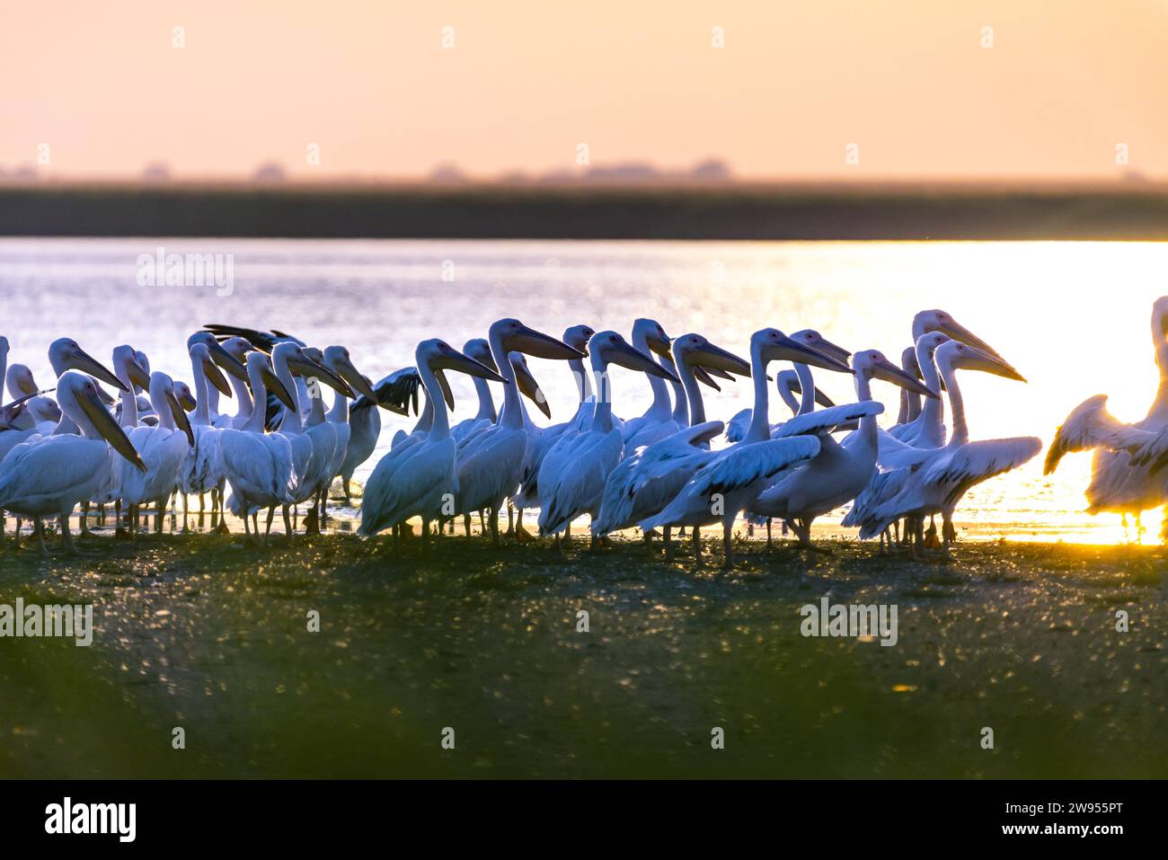 Eine Schar rosa Pelikane, die bei Sonnenuntergang in flachen Gewässern waten. Stockfoto
