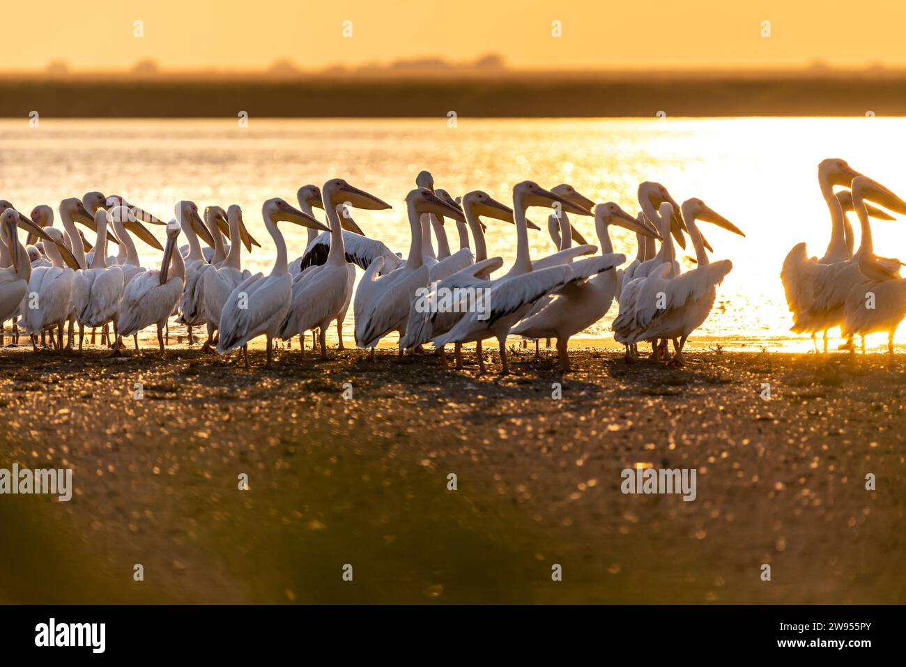 Eine Schar rosa Pelikane, die bei Sonnenuntergang in flachen Gewässern waten. Stockfoto