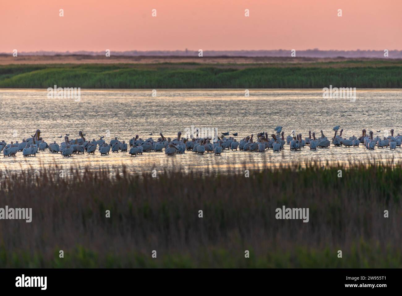 Eine Schar rosa Pelikane, die bei Sonnenuntergang in flachen Gewässern waten. Stockfoto