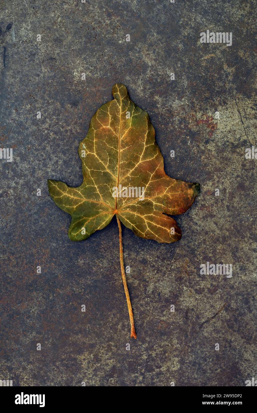 Einzelnes Blatt und Stiel von Ivy oder Hedera Helix, die sich von grün zu goldenem und braunem, auf anlaufendem Metall liegend Stockfoto